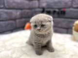 Scottish Fold Lilac Show Kalite
