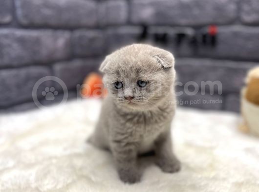 Scottish Fold Lilac Show Kalite görsel
