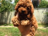 Safkan Toy Poodle Yavrularımız