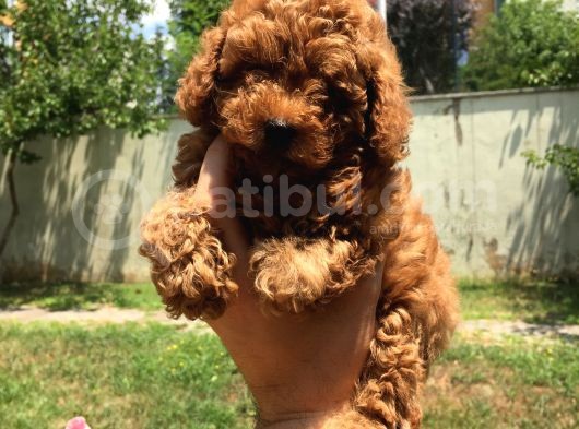 Safkan Toy Poodle Yavrularımız