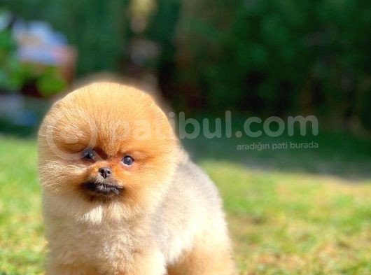 Pomeranian Boo görsel