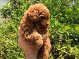 Safkan Toy Poodle Yavrularımız