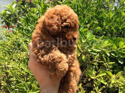 Safkan Toy Poodle Yavrularımız görsel