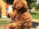 Safkan Toy Poodle Yavrularımız