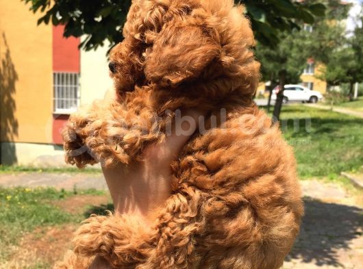Safkan Toy Poodle Yavrularımız görsel