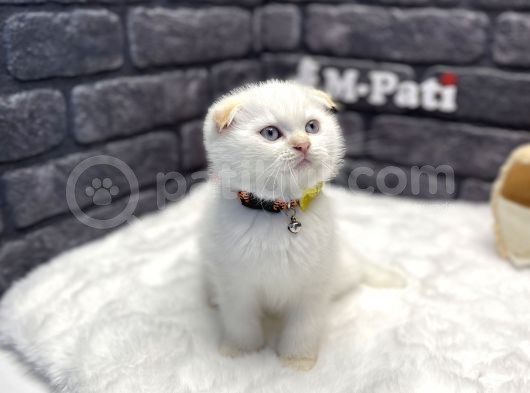 Scottish Fold Red Point görsel