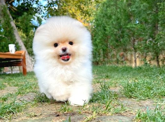 Pomeranian Boo görsel