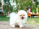 Pomeranian Boo