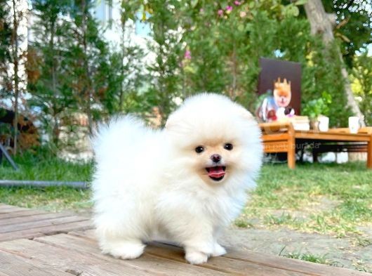 Pomeranian Boo görsel
