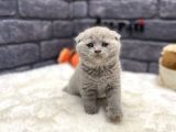 Scottish Fold Lilac Show Kalite