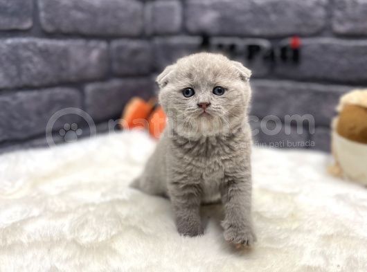 Scottish Fold Lilac Show Kalite