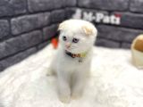 Scottish Fold Red Point