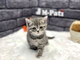 Show Class Bri̇ti̇sh Shorthai̇r Si̇lver Taby