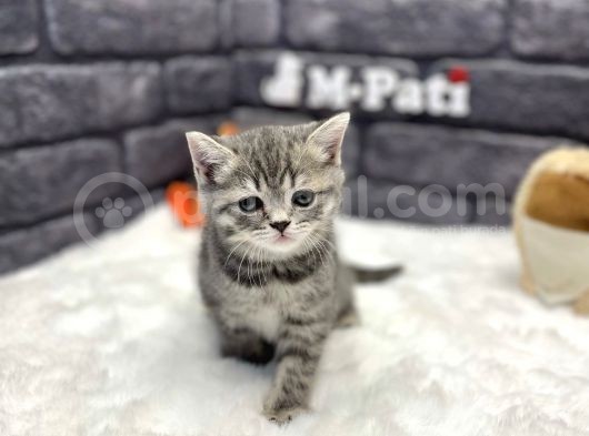 Show Class Bri̇ti̇sh Shorthai̇r Si̇lver Taby