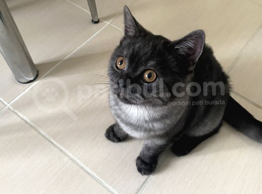 4 Aylık Erkek Aşıları Tam Kehribar Gözlü görsel