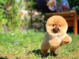 Pomeranian Boo
