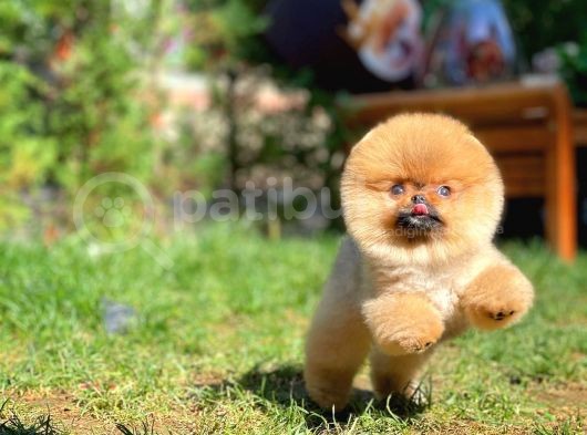 Pomeranian Boo
