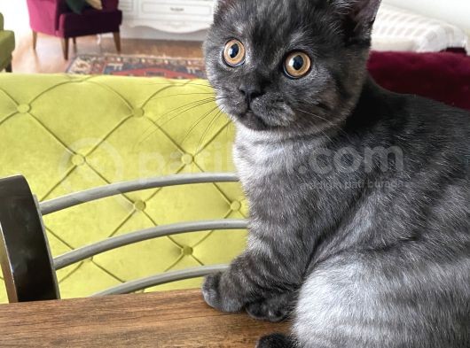 Scotich Starting Erkek 4 Aylık görsel