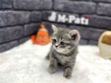 Show Class Bri̇ti̇sh Shorthai̇r Si̇lver Taby