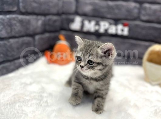 Show Class Bri̇ti̇sh Shorthai̇r Si̇lver Taby görsel