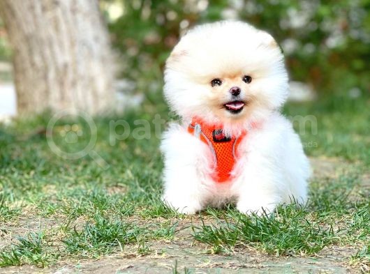 Pomeranian Boo