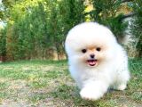 Pomeranian Boo
