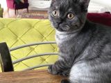 4 Aylık Erkek Aşıları Tam Kehribar Gözlü