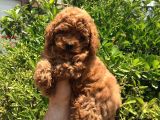Safkan Toy Poodle Yavrularımız