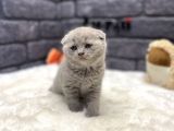 Scottish Fold Lilac Show Kalite