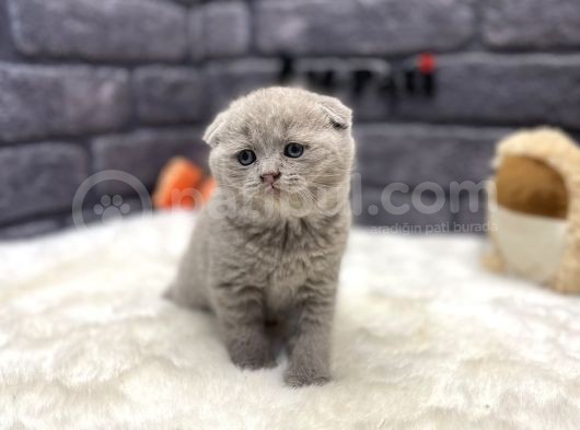 Scottish Fold Lilac Show Kalite görsel