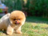 Pomeranian Boo