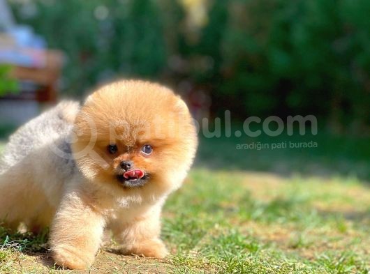 Pomeranian Boo görsel