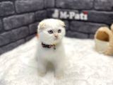 Scottish Fold Red Point
