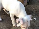70 Günlük Aşılı Dogo Argentino Yavrumuz