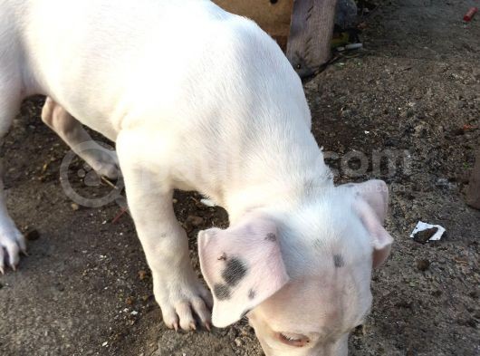 70 Günlük Aşılı Dogo Argentino Yavrumuz görsel