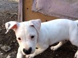70 Günlük Aşılı Dogo Argentino Yavrumuz