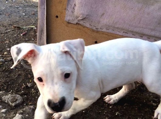70 Günlük Aşılı Dogo Argentino Yavrumuz görsel
