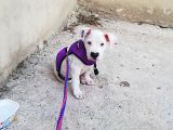 70 Günlük Aşılı Dogo Argentino Yavrumuz