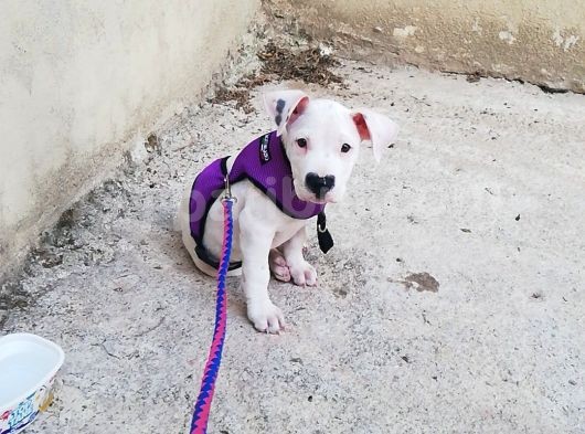 70 Günlük Aşılı Dogo Argentino Yavrumuz