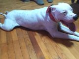 70 Günlük Aşılı Dogo Argentino Yavrumuz