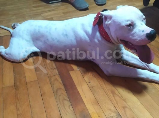 70 Günlük Aşılı Dogo Argentino Yavrumuz görsel