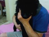 A Kalite Toy Poodle