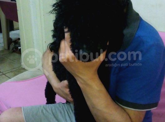 A Kalite Toy Poodle görsel