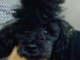 A Kalite Toy Poodle