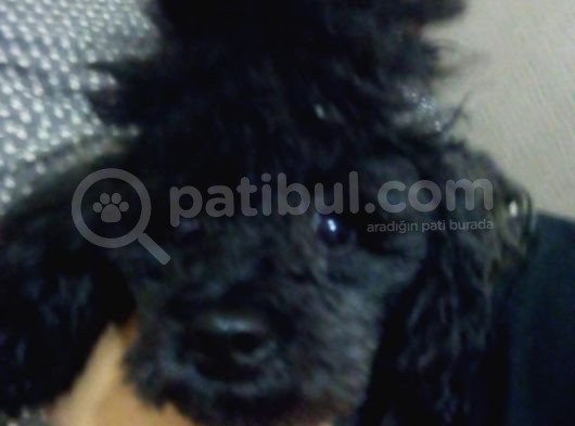 A Kalite Toy Poodle görsel