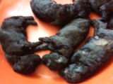 A Kalite Toy Poodle