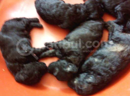 A Kalite Toy Poodle görsel