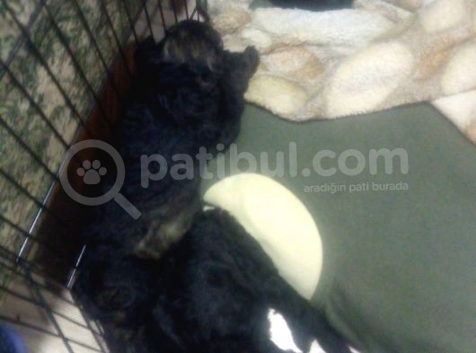 A Kalite Toy Poodle görsel