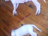 70 Günlük Aşılı Dogo Argentino Yavrumuz