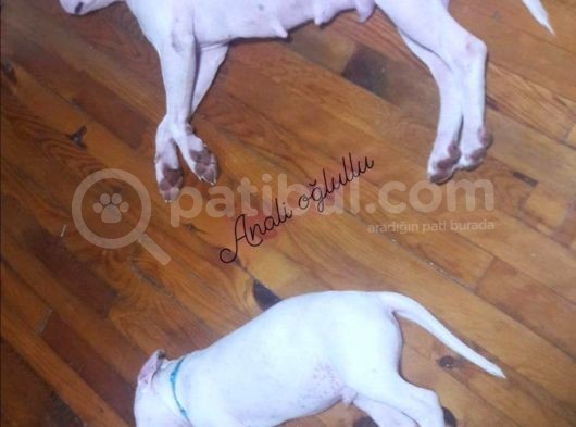 70 Günlük Aşılı Dogo Argentino Yavrumuz görsel